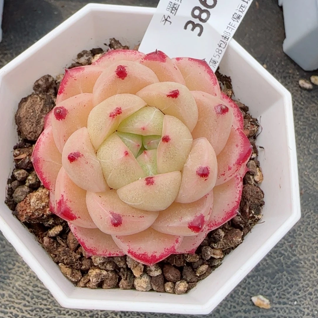 M100多肉植物，3864多肉植物