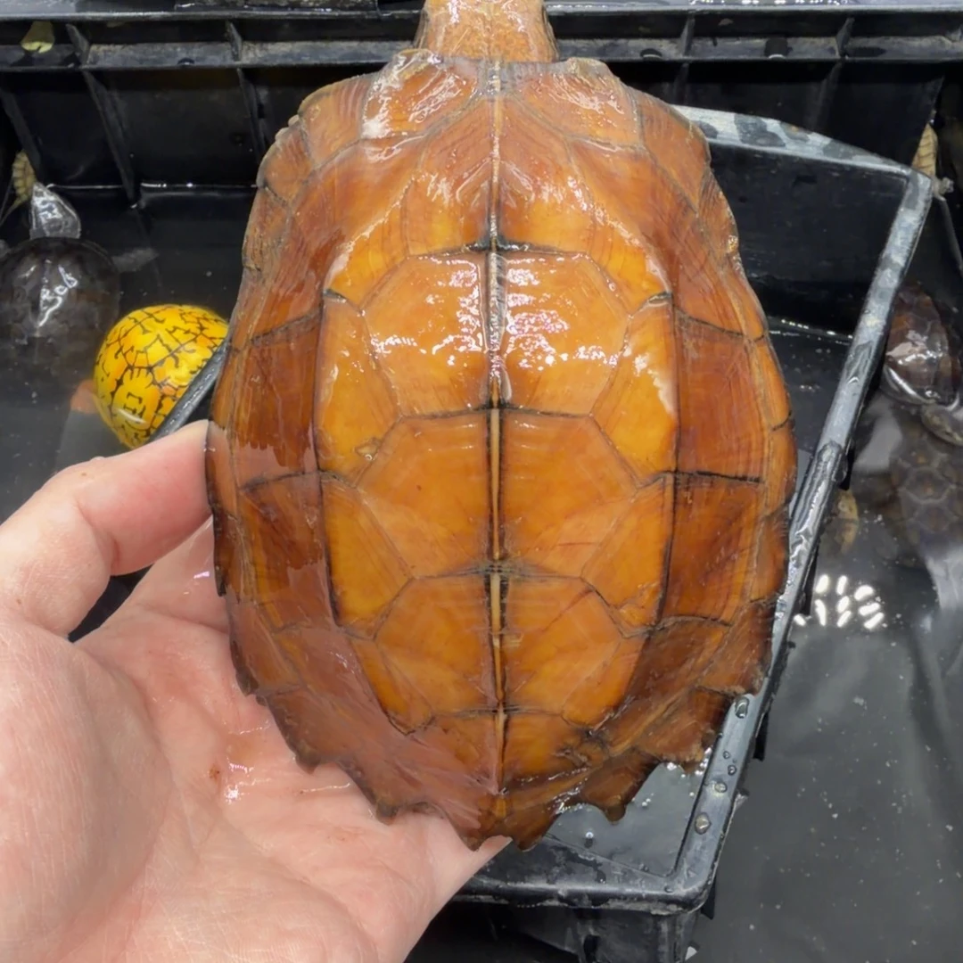 宠物龟不分公母剧缘