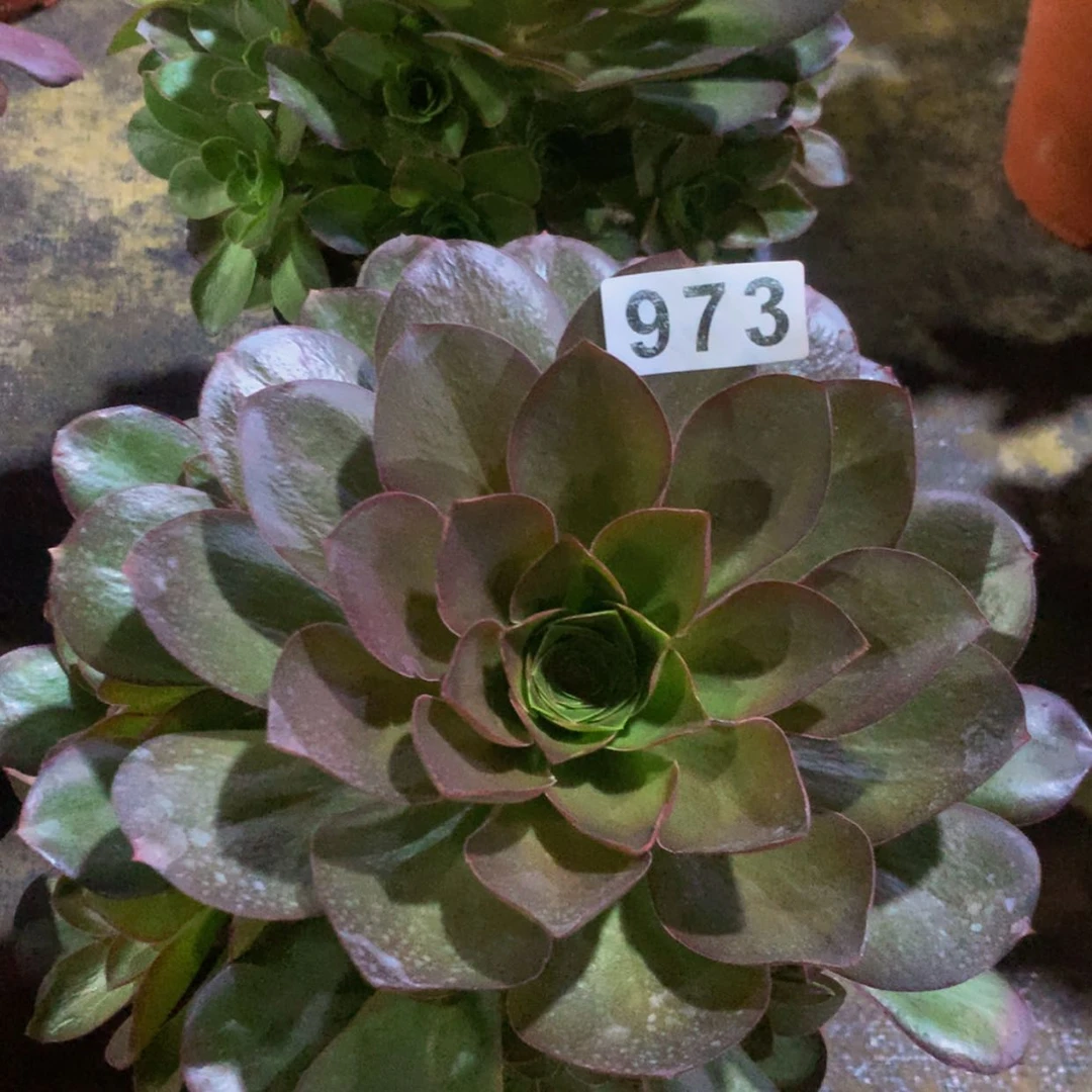 【闪购商品】莉973魅金多肉