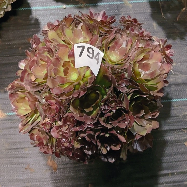 【闪购商品】794荷兰玫瑰2-12