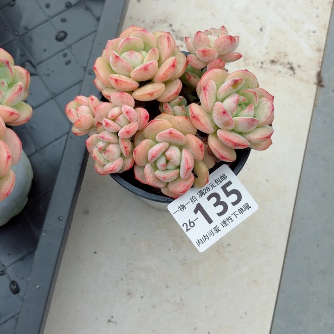 白底香草无盆土发货无盆土发货无