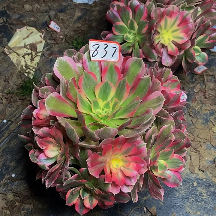 瑞***雪布加迪老桩捧花837号