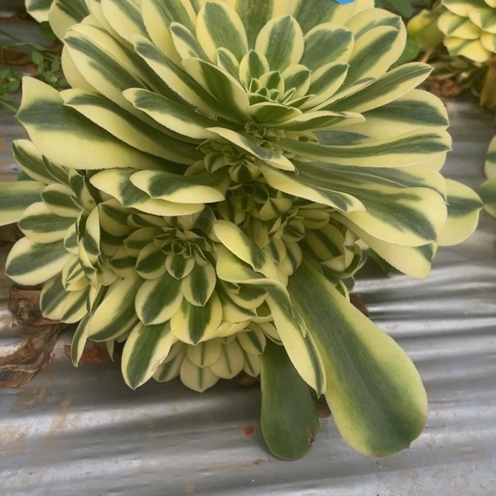 6辛尼亚法师锦锦锦