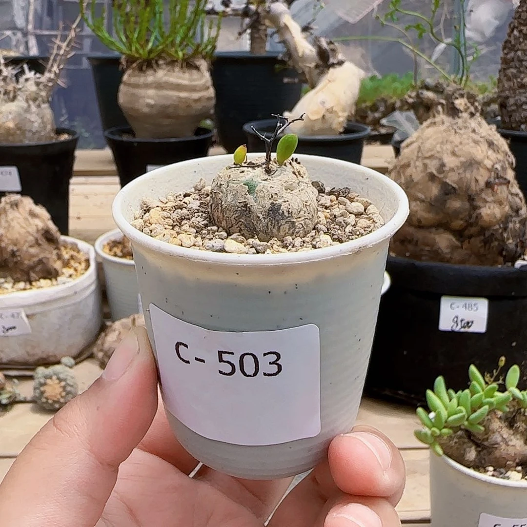 503万物想奇峰锦块根植物