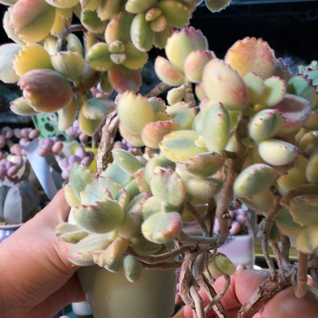 ?*幵多肉植物的生长发育与生长发育