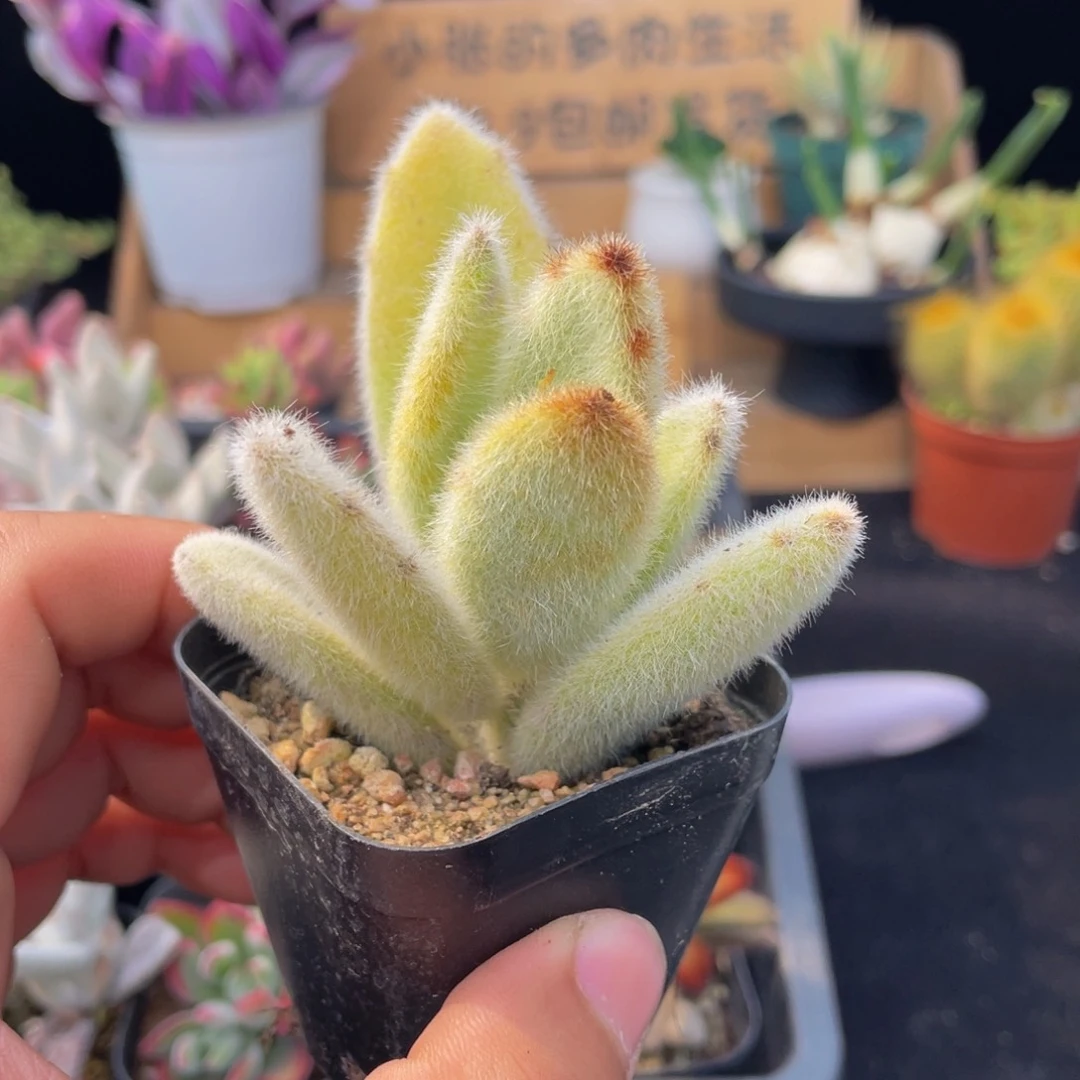 闪光耳多肉9.9包邮发货