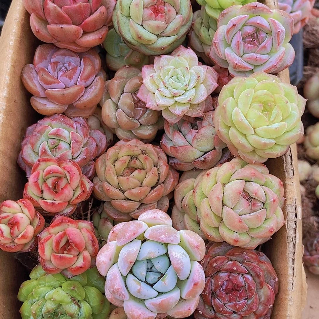 0000000001量拍保底20颗