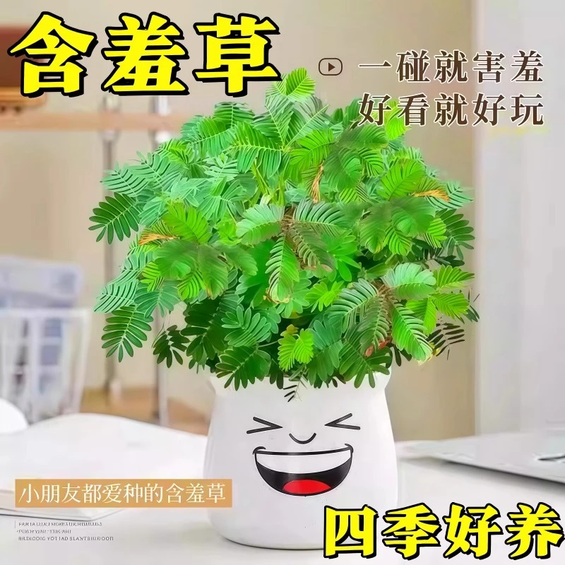 含羞草小盆栽带盆植物室内阳台害羞草盆栽办公桌面趣味绿植花卉