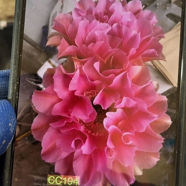 哇塞侧芽歪4公分左右满18包邮