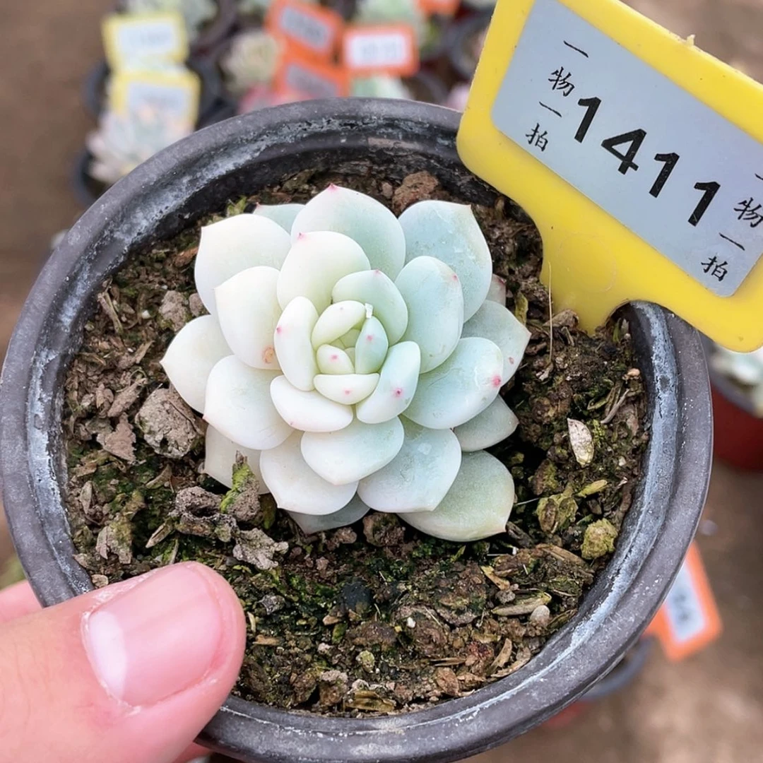 【闪购商品】1411号