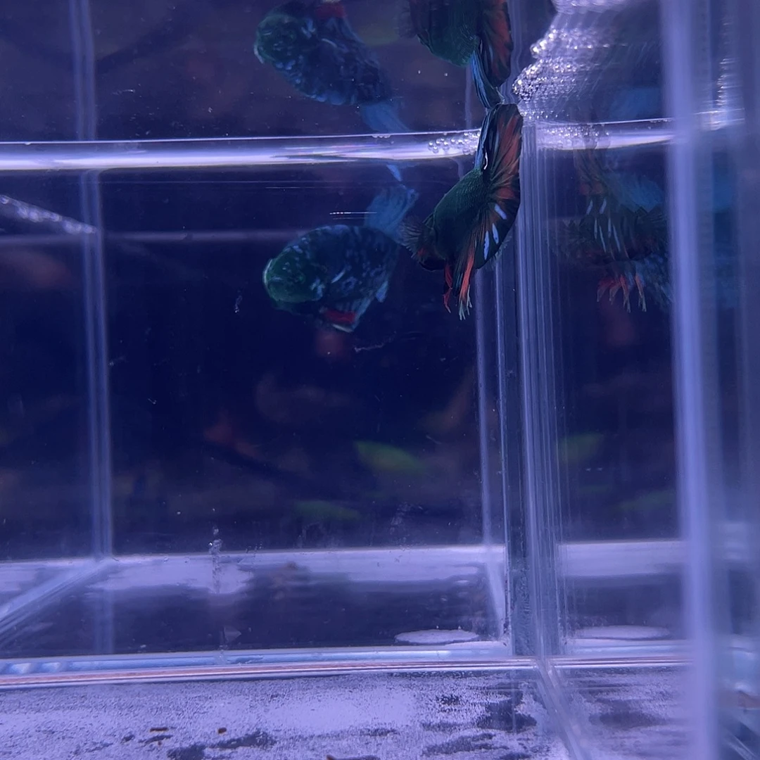 斗鱼可博泰斗092530