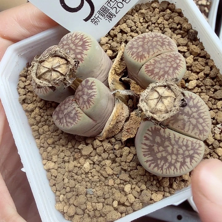 这个点睡起来都会梦中991