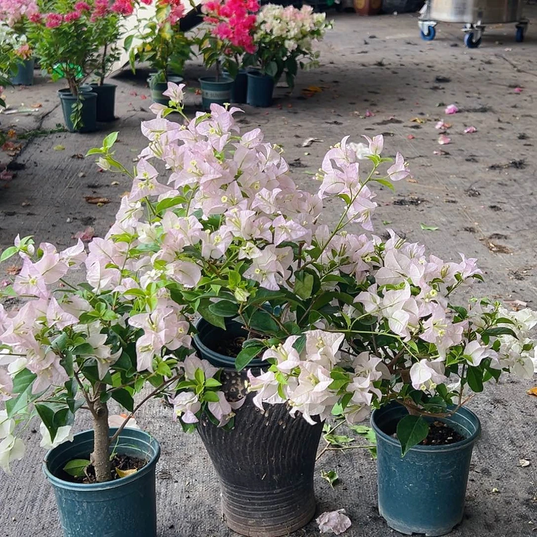 当前无花栽培后可以开花丽娜掌中宝一颗