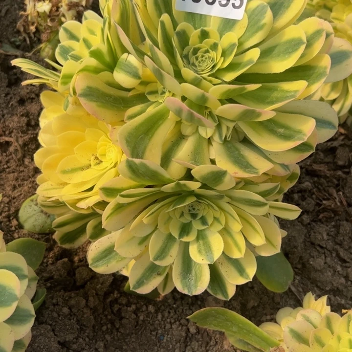 10655南雪莲多肉植物