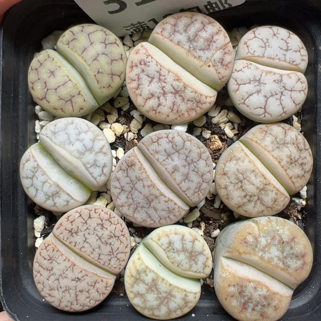 【闪购商品】313……