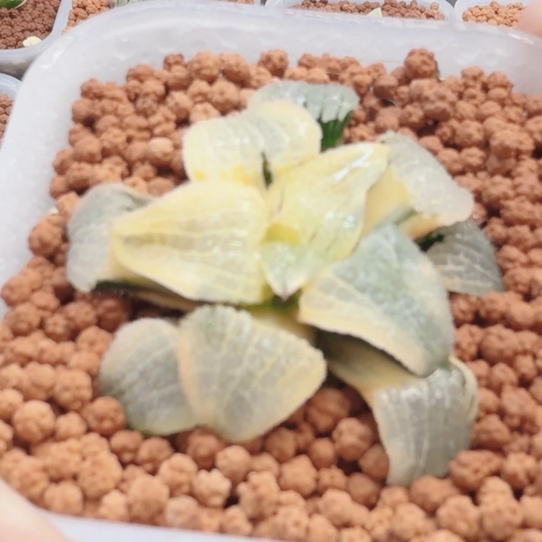 十二卷天空之镜锦