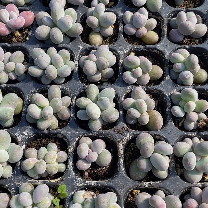 小蛋黄奶1元带土发货