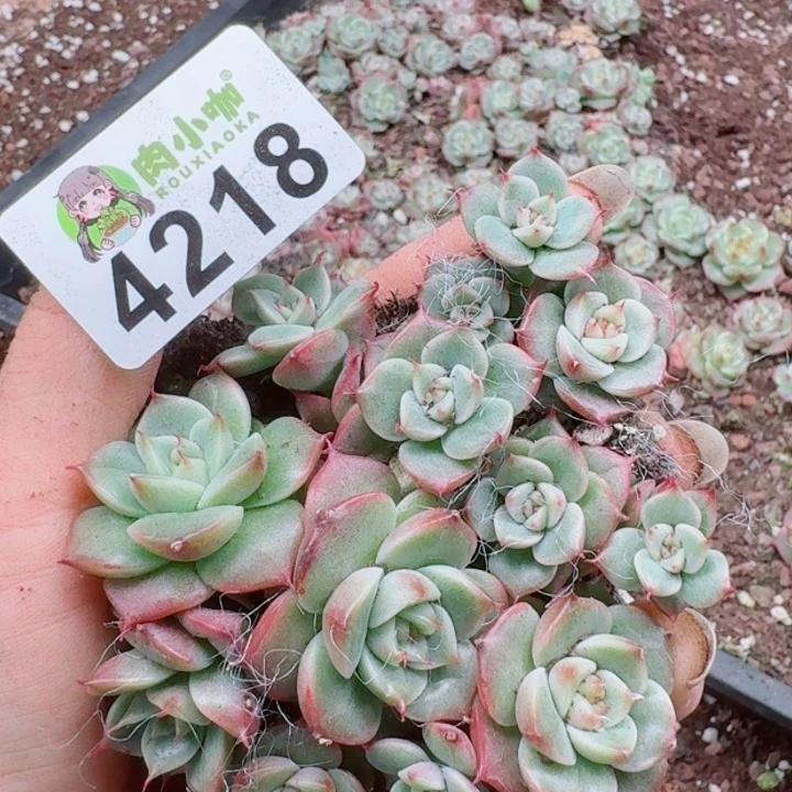 多肉植物多肉植物