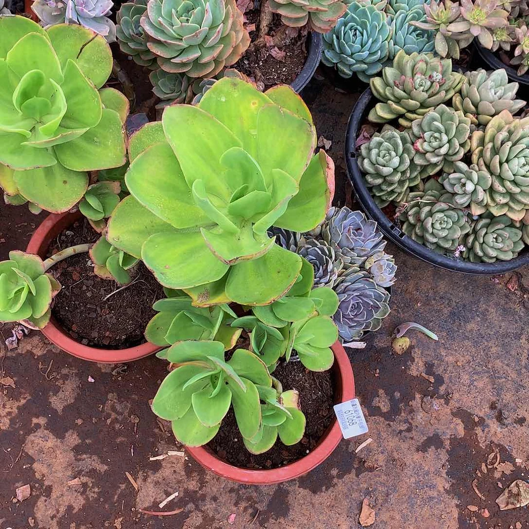 S**O柠檬卷61068多肉多肉