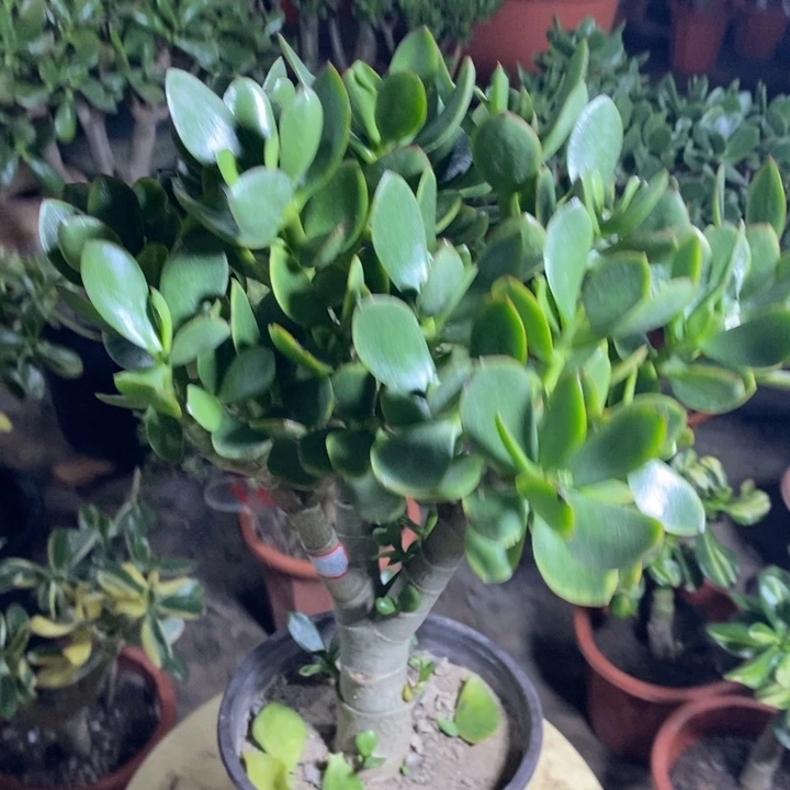 红边青玉一物一拍