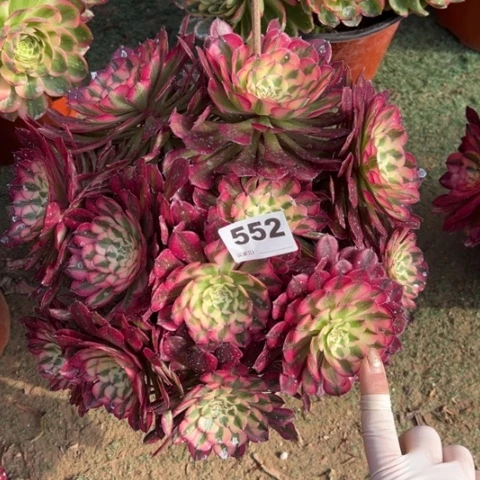 菜*552铜壶锦朵朵肉