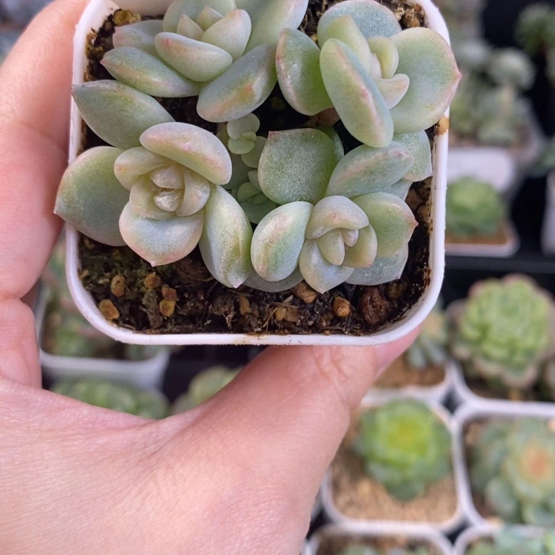 玲珑心四头群一颗90号