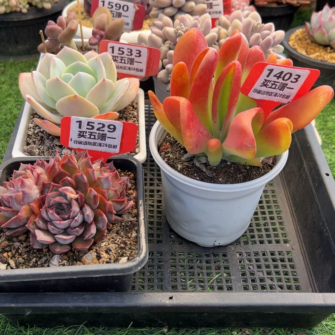 表妹精品多肉1403.