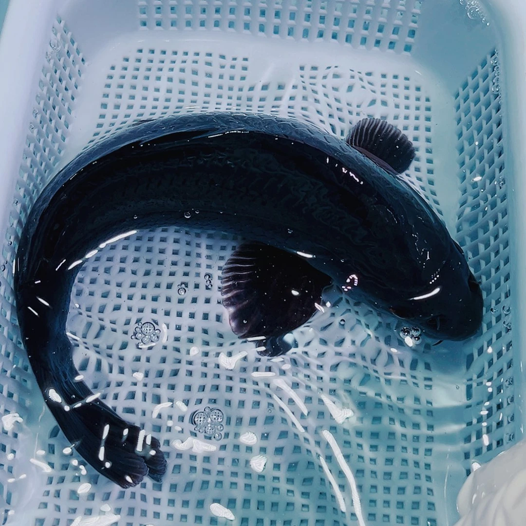 锦鲤锦鲤冷水鱼观赏