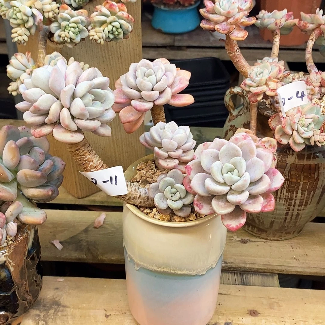 修*多肉植物花瓣鹿120-11