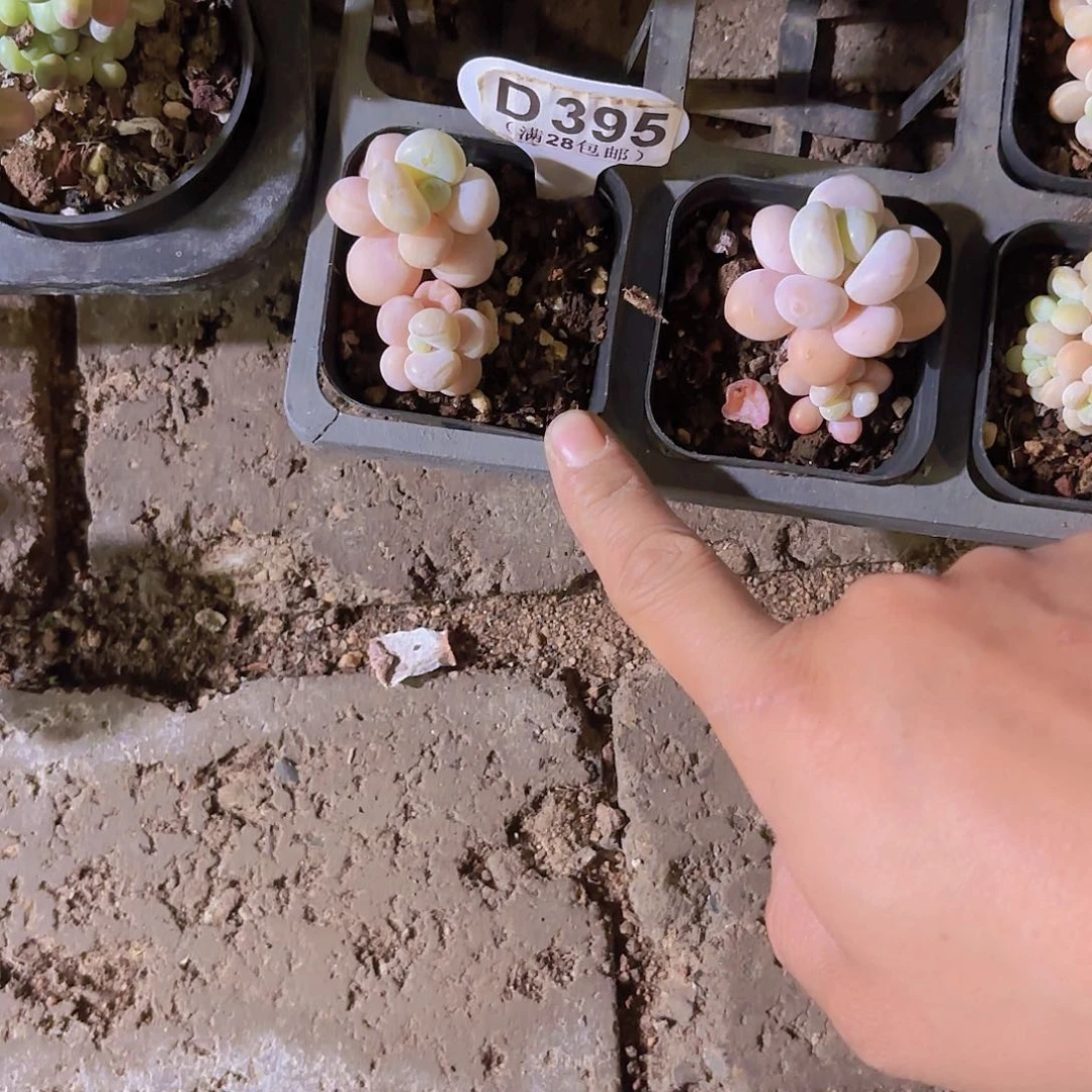 小*、D395洛神一物一拍