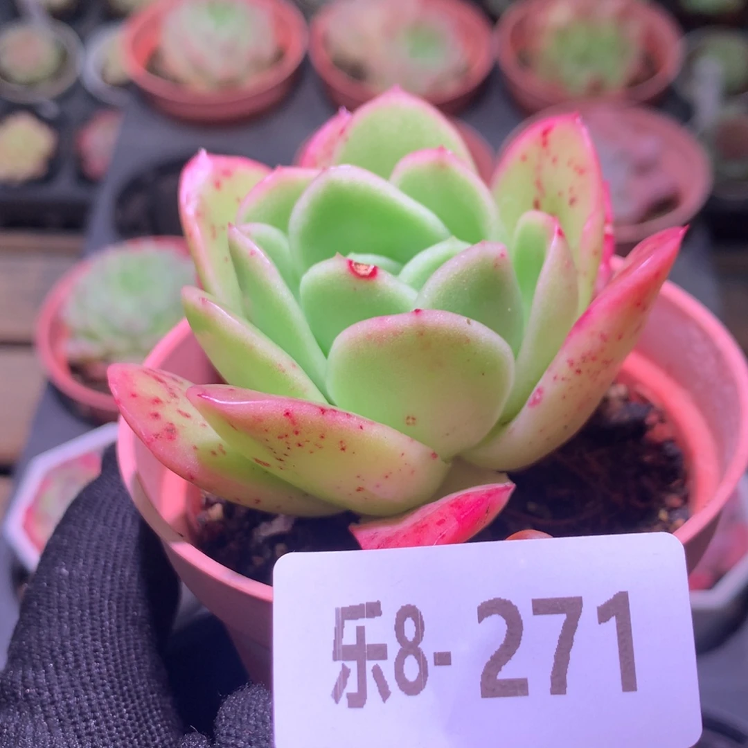 乐然 8-271 冰玫瑰锦