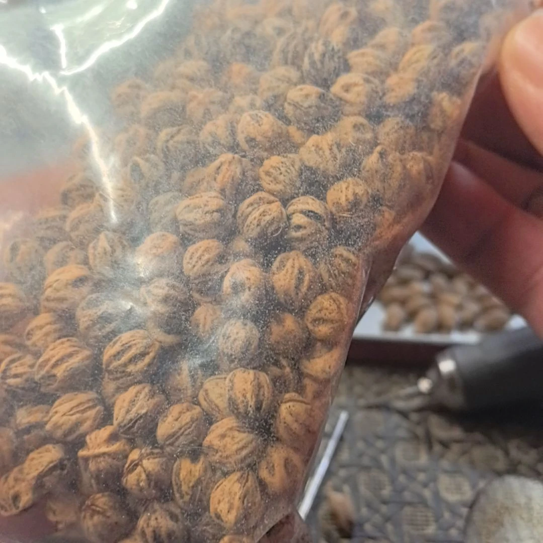 柏香籽/百香籽吊坠