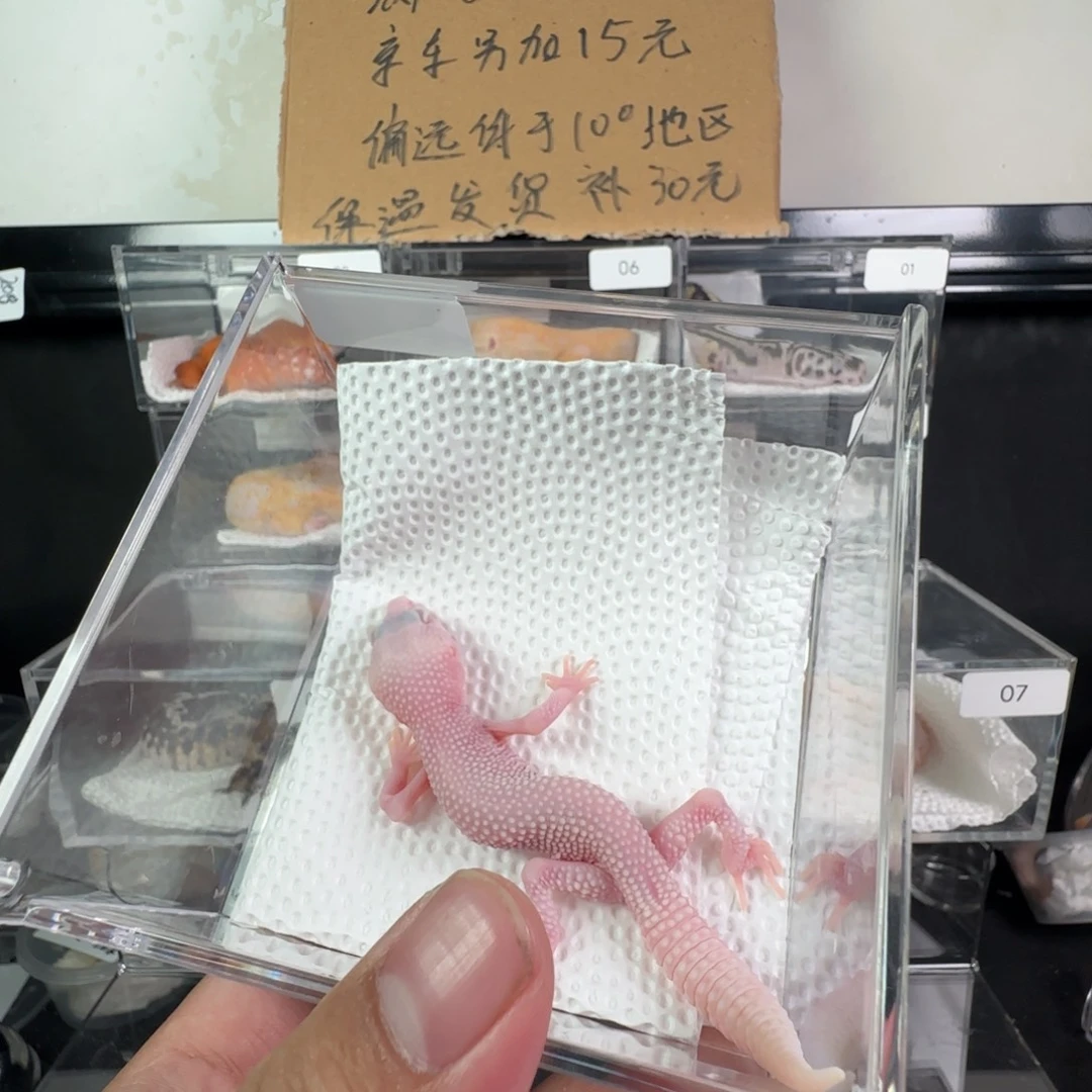 豹纹守宫雪花恶魔白酒