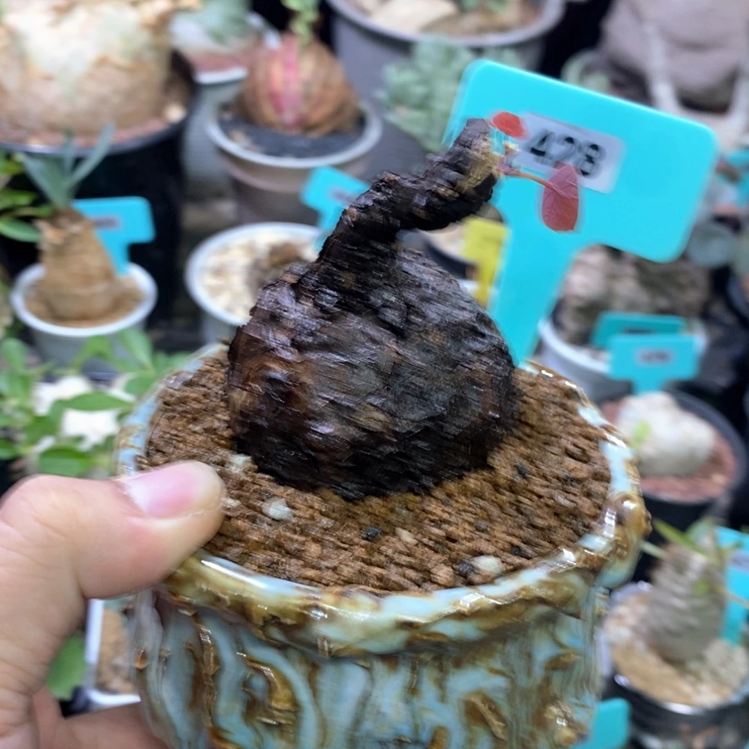 一叶龟多肉植物一个