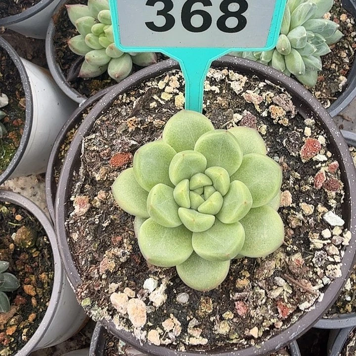 多肉植物一物一拍368