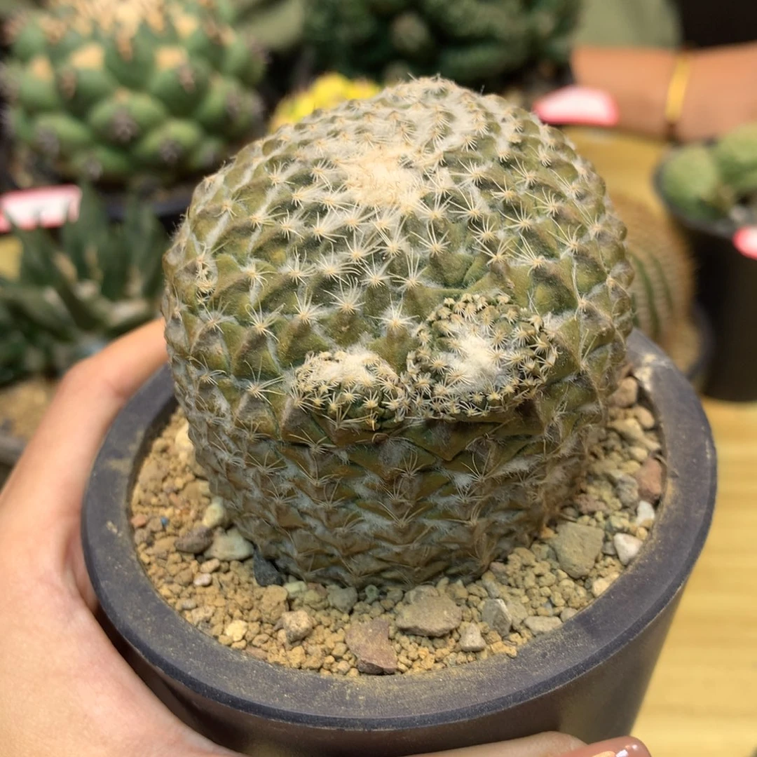 31号 自根 银牡丹6.2公分