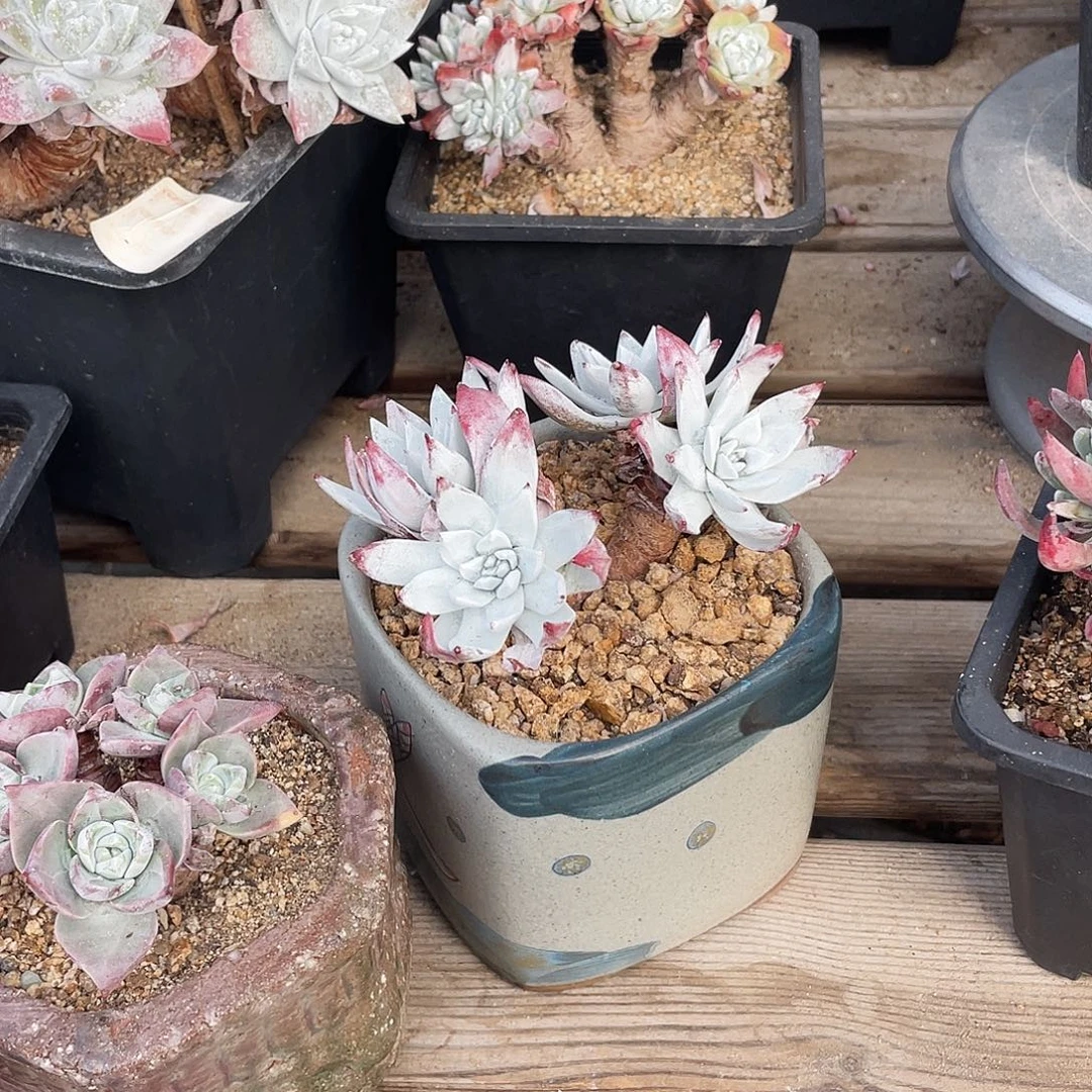 晨溪园艺仙女杯呀