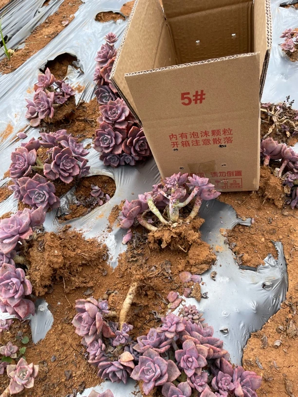 老桩彩虹糖散装多肉植物新手好养阳台庭院花卉