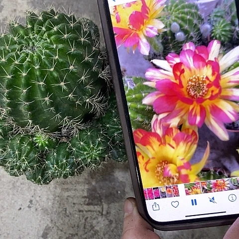 火凤凰丽花，268900