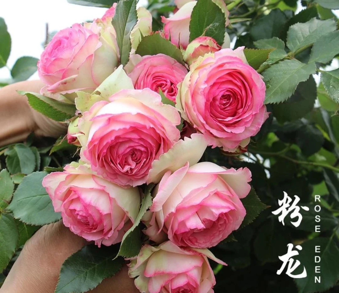 藤本系列【粉色龙沙宝石】粉色大花强香阳台庭院月季