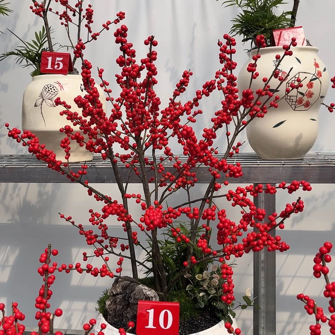 丹***。无花朵北美冬青盆栽