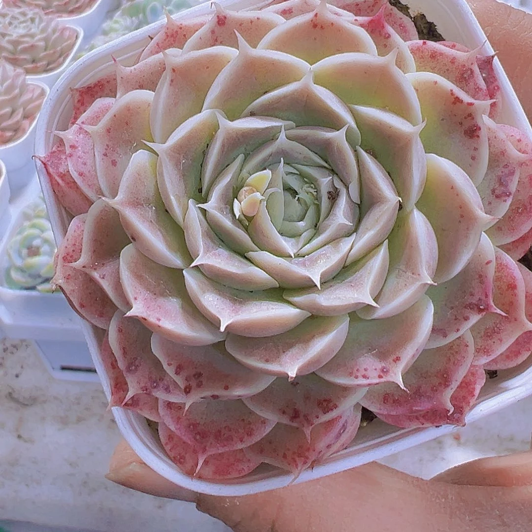 长睫毛血斑19包邮多肉植物