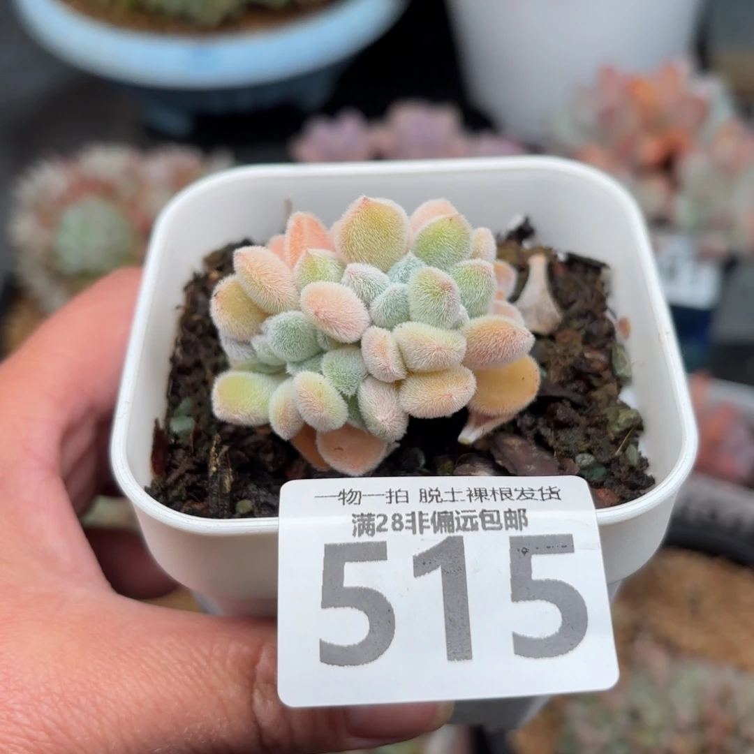 雪晃星缀化无盆土发货