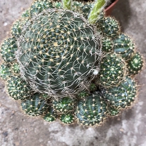 多色丽花，3689004799