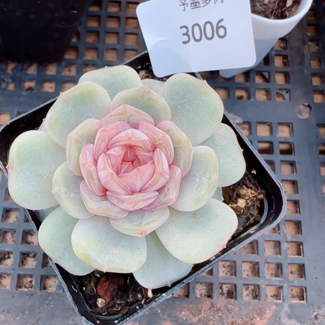 粉恋，3006多肉植物