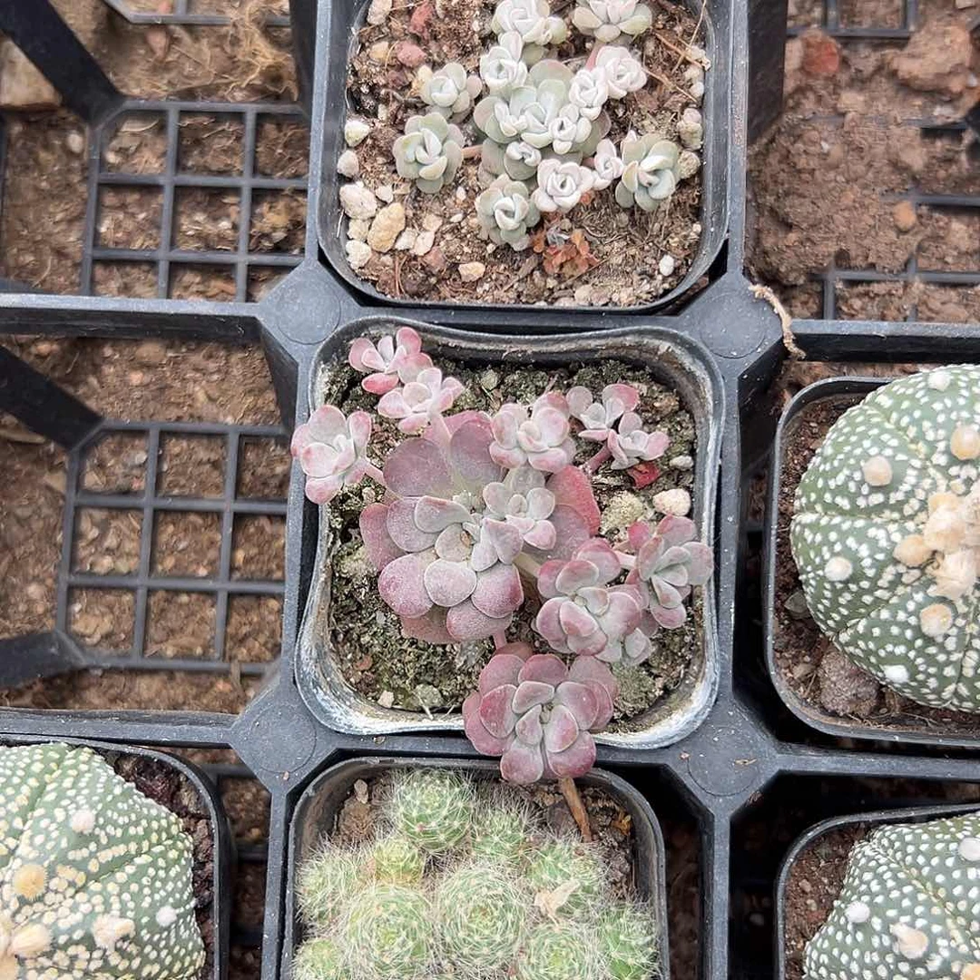 不***果多肉植物两颗肉肉