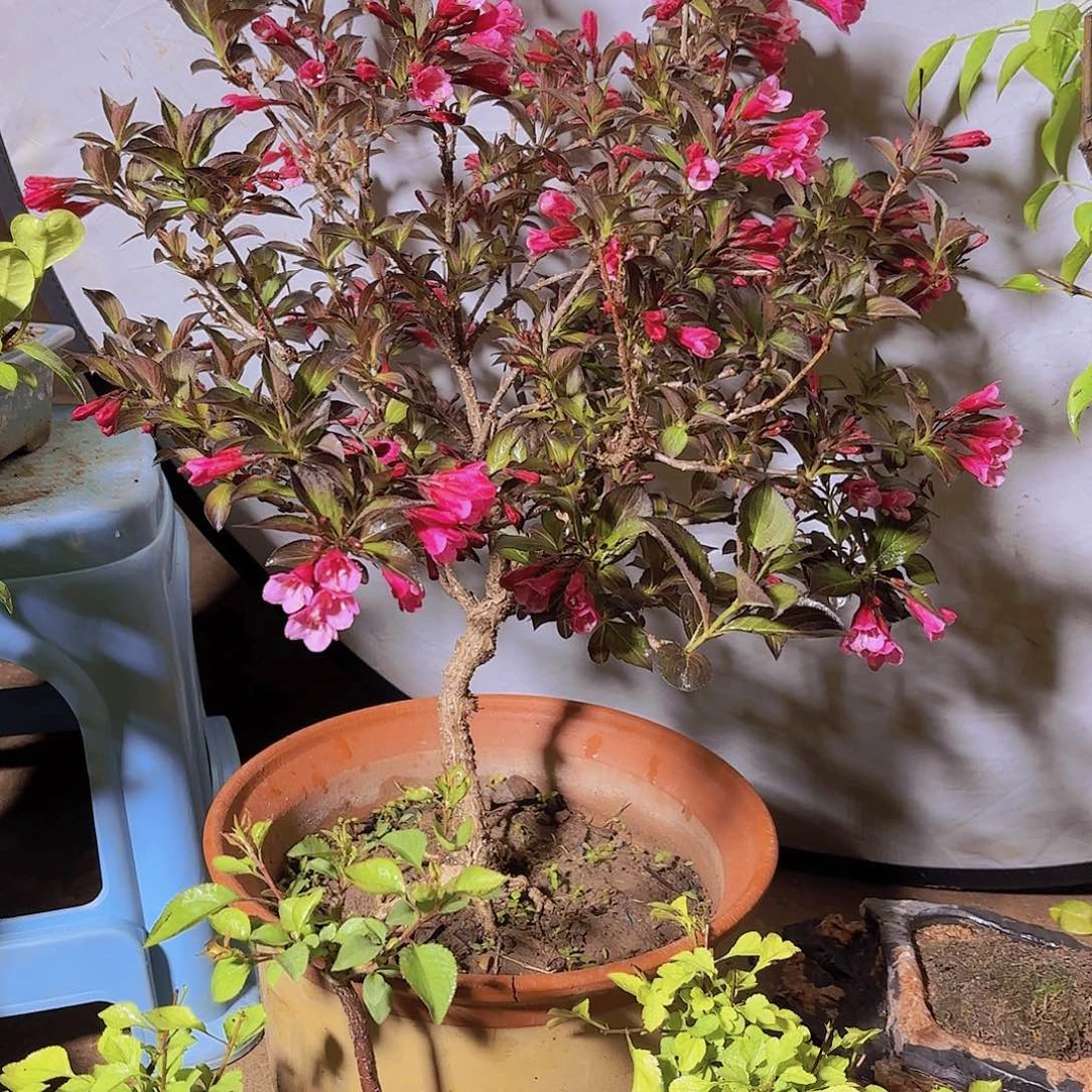 景带花盆景盆栽植物