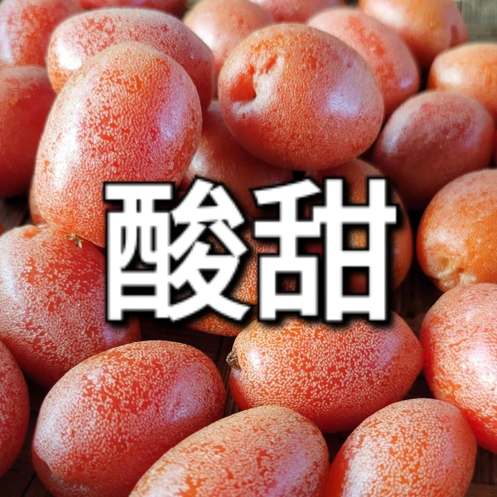 酸甜羊奶果 胡颓子 孕妇水果 云南产地直发 现摘现发 顺丰包邮