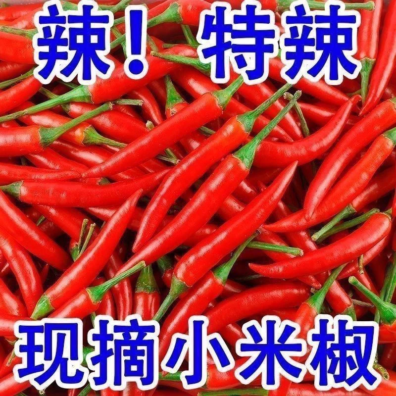 广东正宗红小米椒特辣红辣椒朝天椒指天椒泡椒产地直发整箱包邮