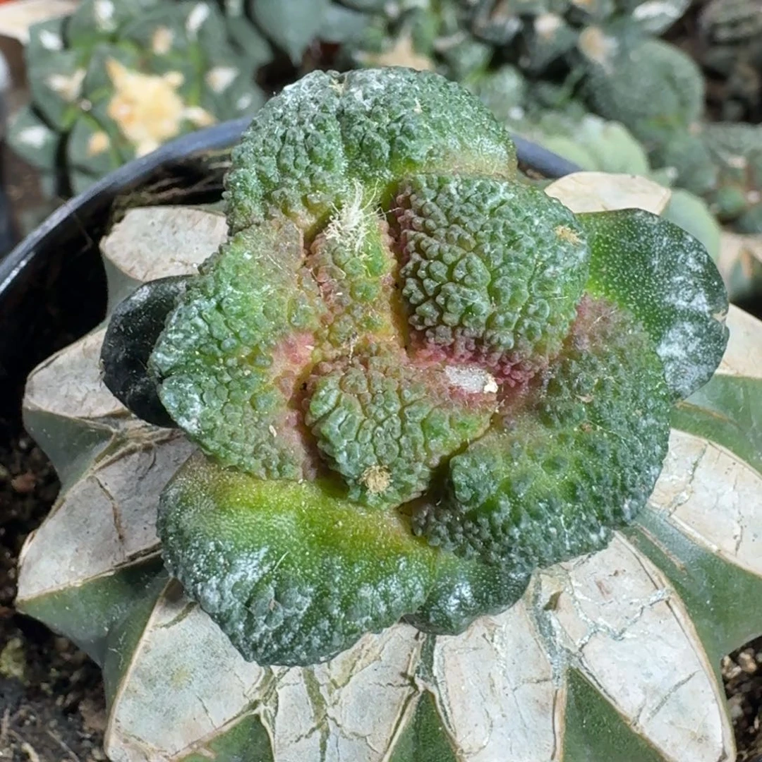 【闪购商品】未***-哥斯拉101